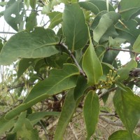 Dendrophthoe falcata (L.f.) Ettingsh.